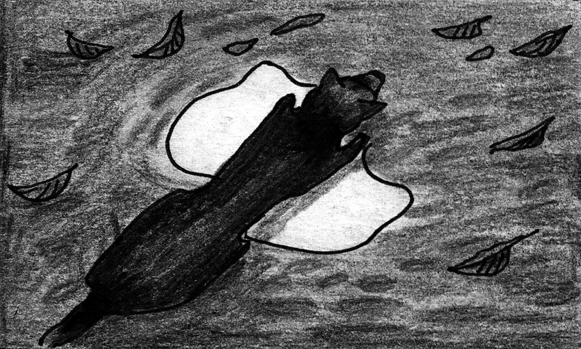 Mongrel dog walks through puddle